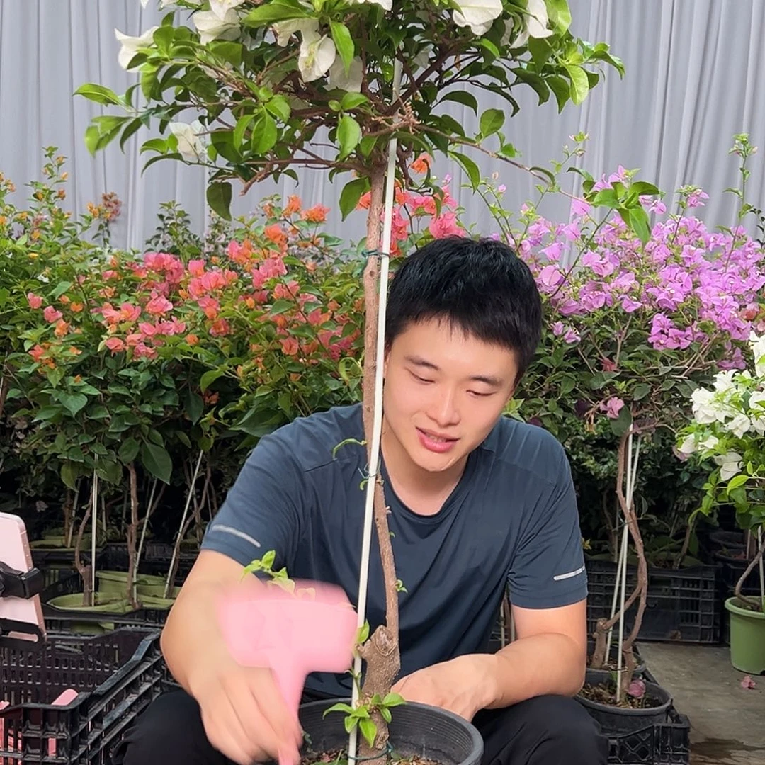****秀当前无花栽培后可以开花L1白雪