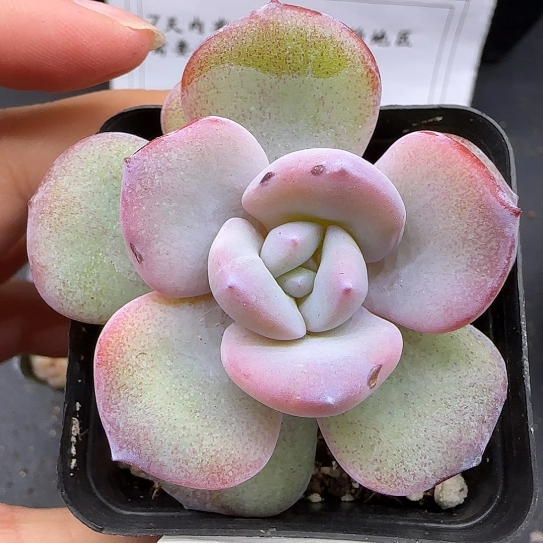 067韩版奶茶【满29包邮非偏远】