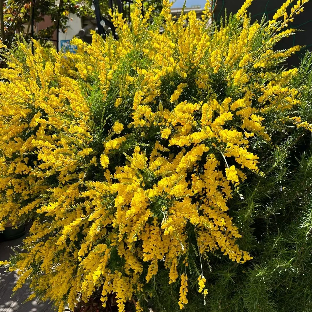 【金雀花】盆栽花苗多年生四季开花新手易养花卉植物