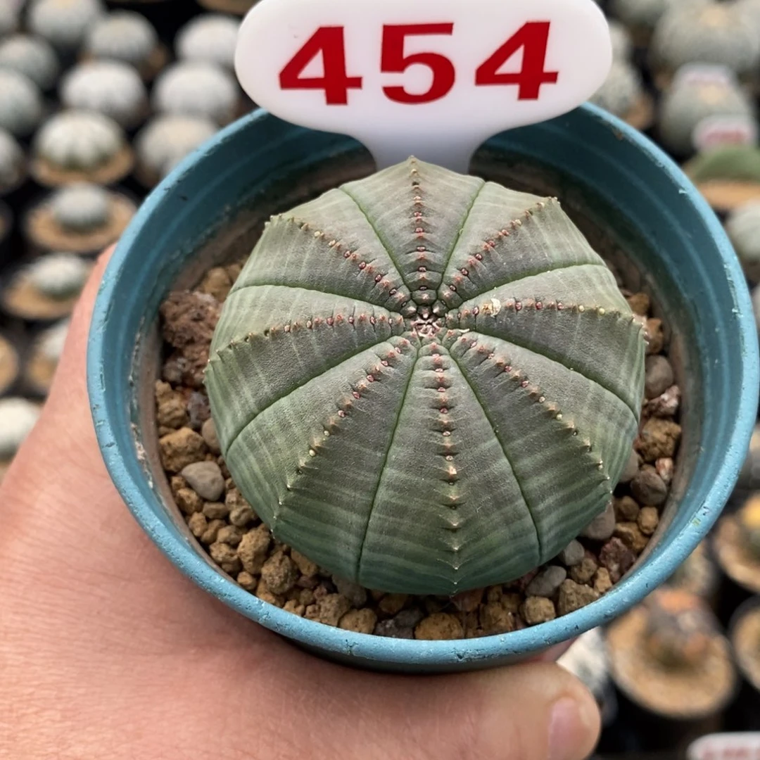 454布纹球福利系列