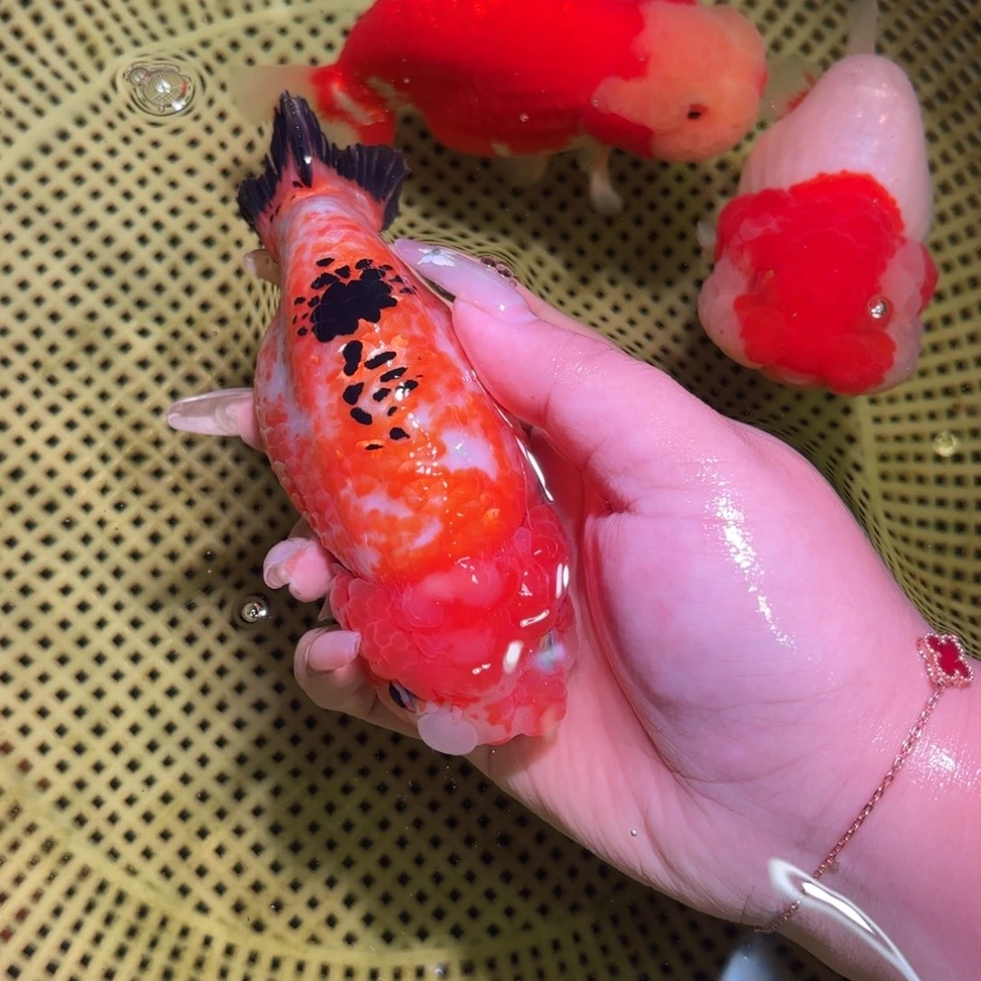 金鱼随**.运费到付顺丰快递