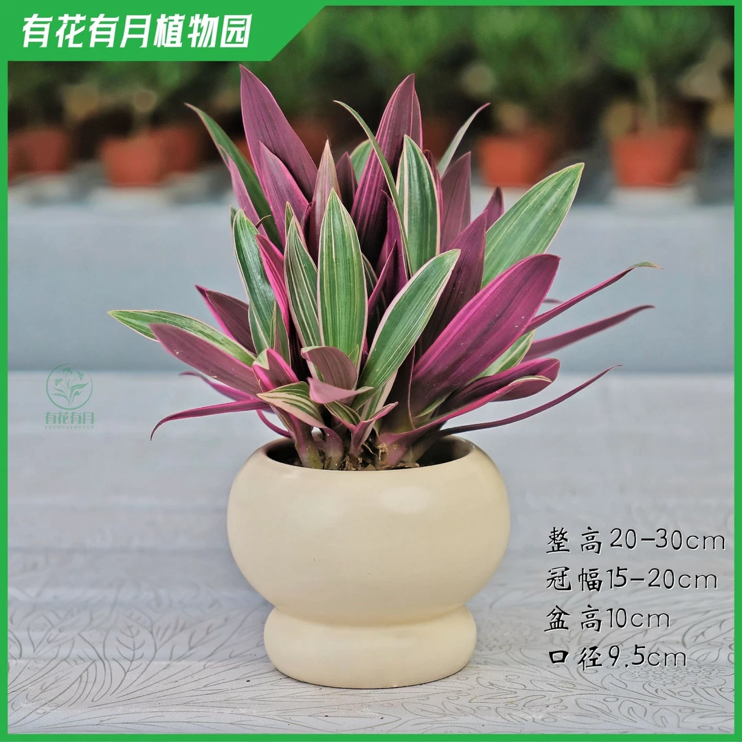 紫露兰与油画吊兰盆栽室内外好养活可净化空气花卉绿植