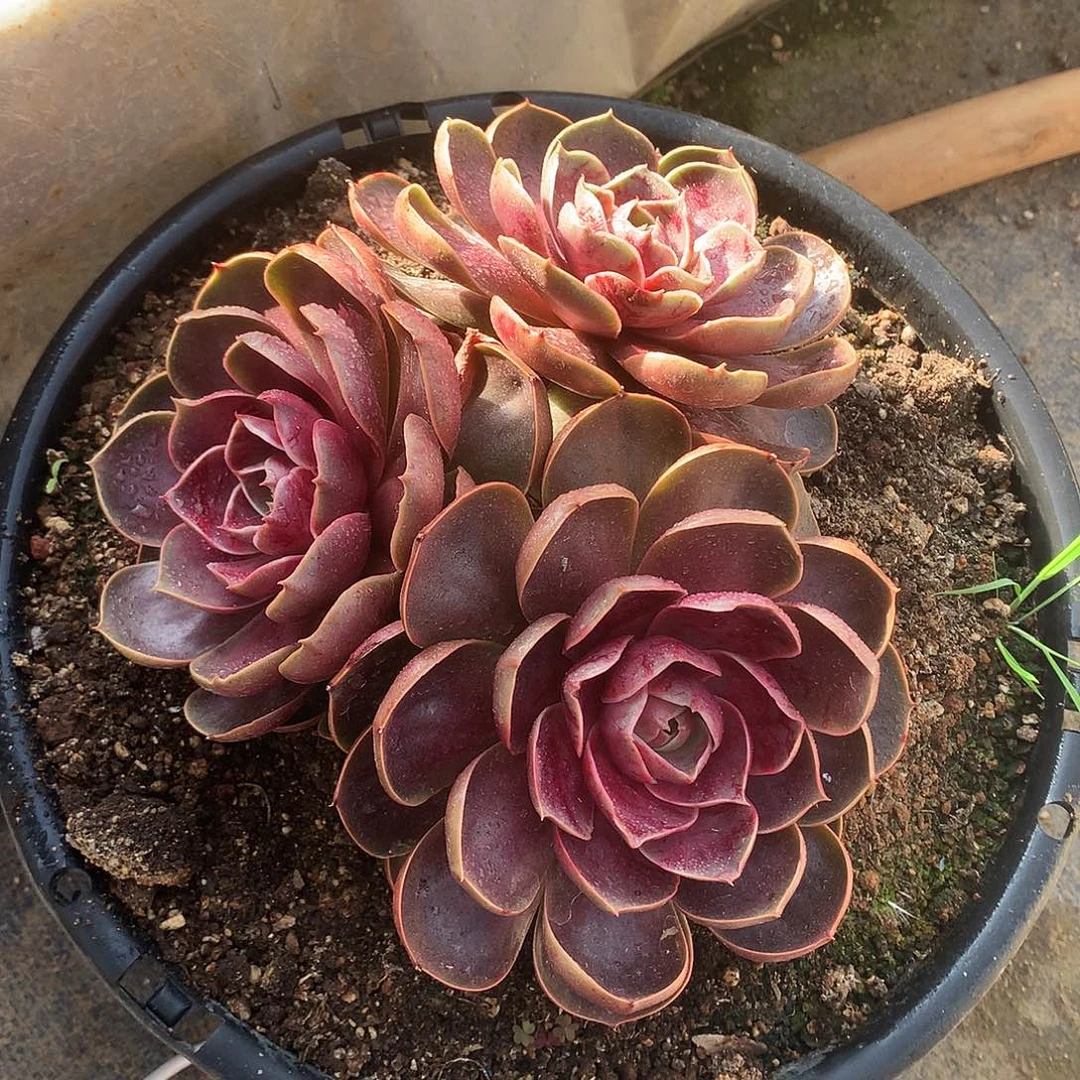 红灯多肉一物一拍