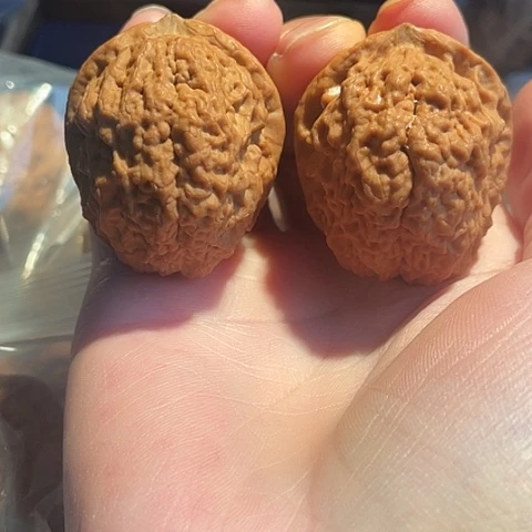 把件文玩核桃龙脊疙瘩包带彩42