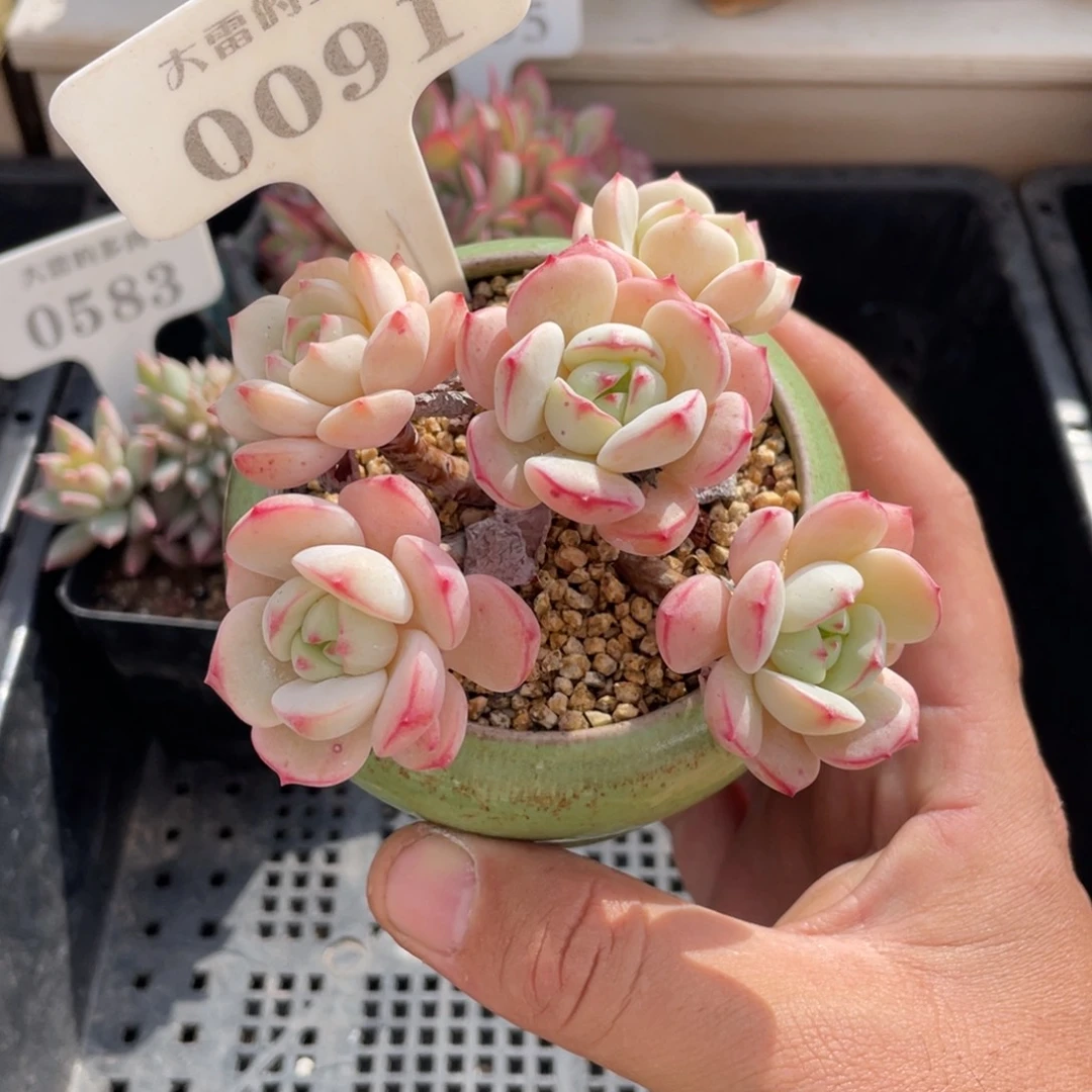 0091香草不带盆9厘米