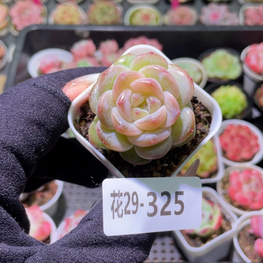 花利美29-325福利珍妮