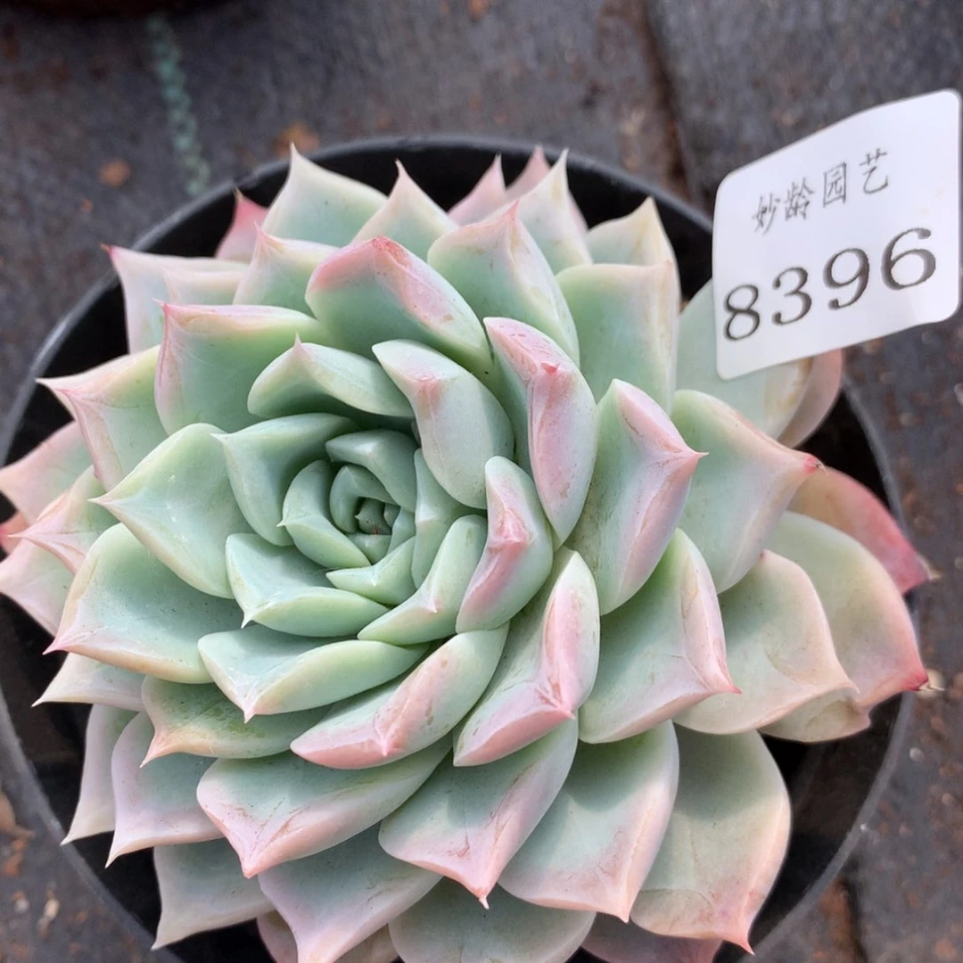 8396杂交多肉老桩