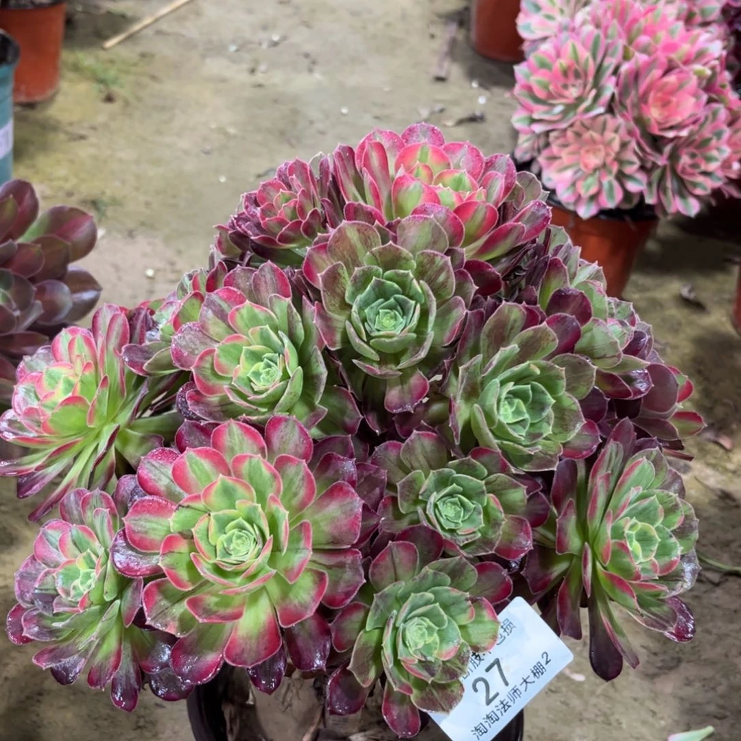 27七彩玫瑰多肉植物法师