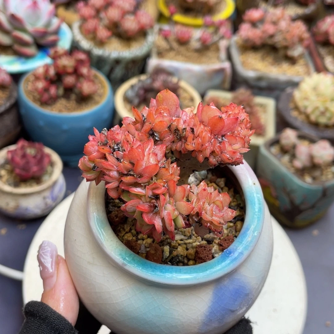 梅拉小姐缀化老桩