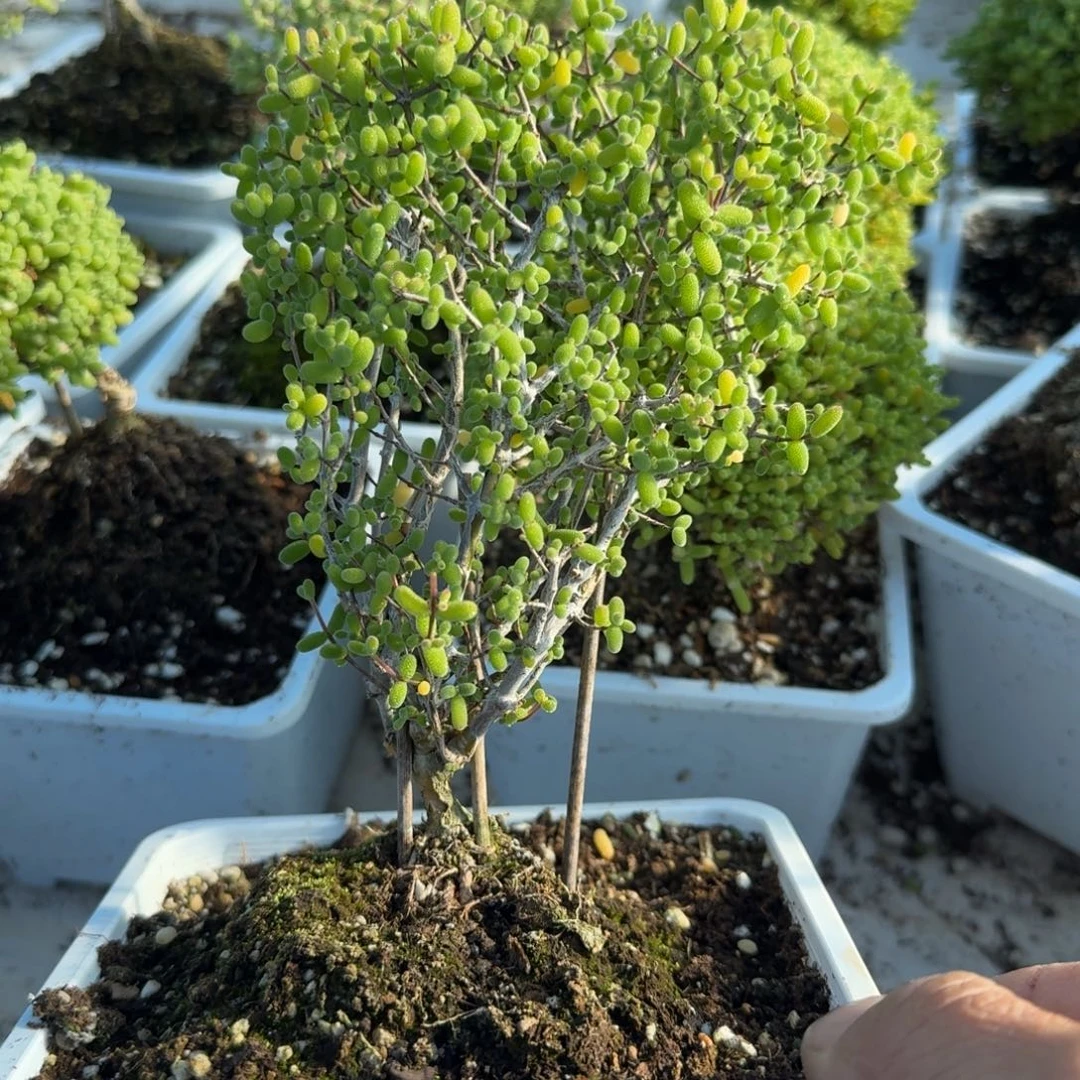 老桩糖球带盆带土发