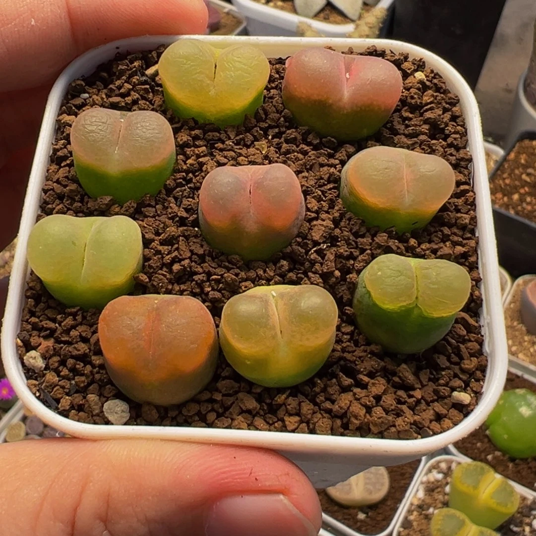 811多肉植物种类和