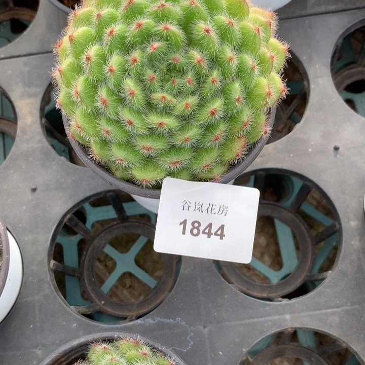 青*✿17号下午场，1844一颗