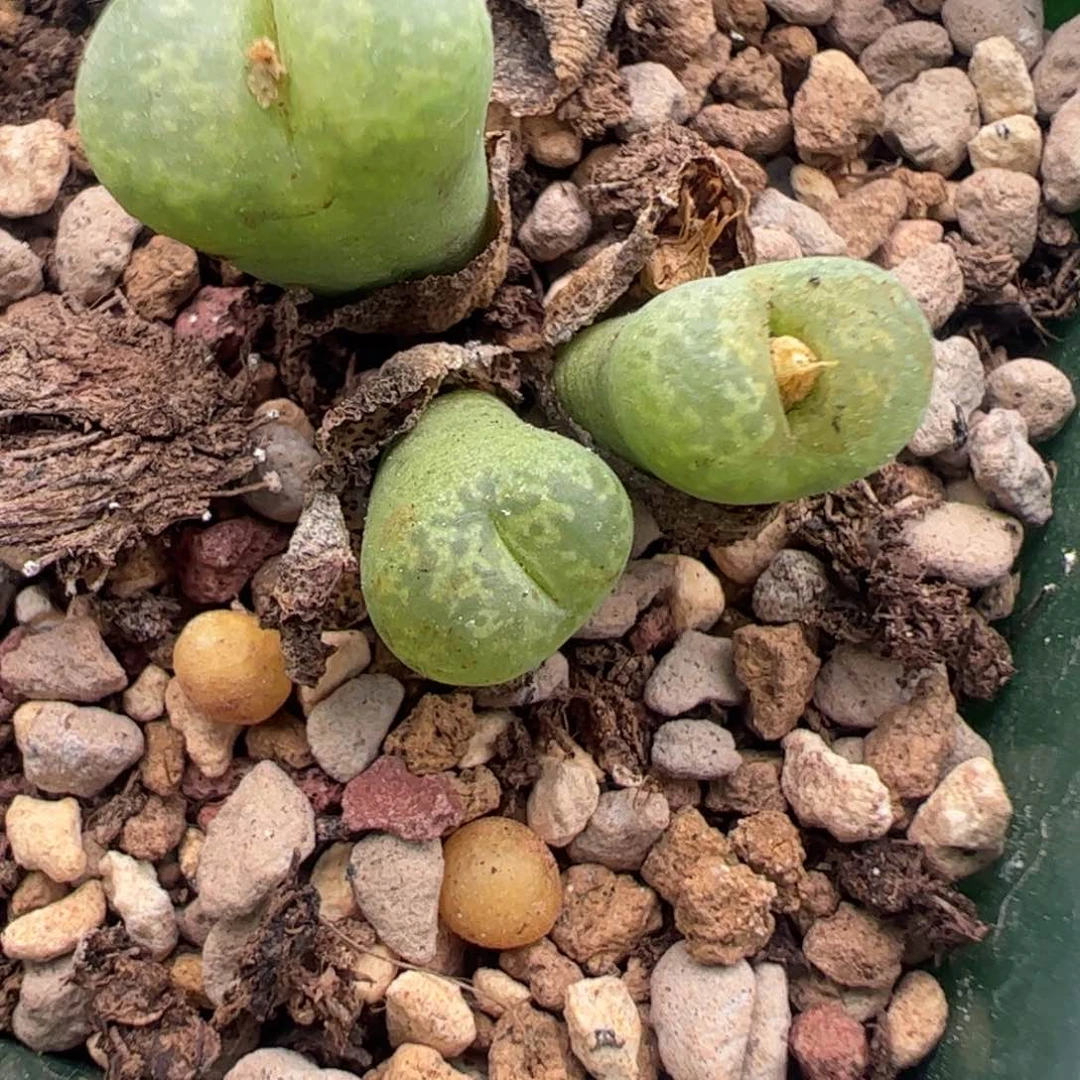 653 好看的多肉冲冲冲