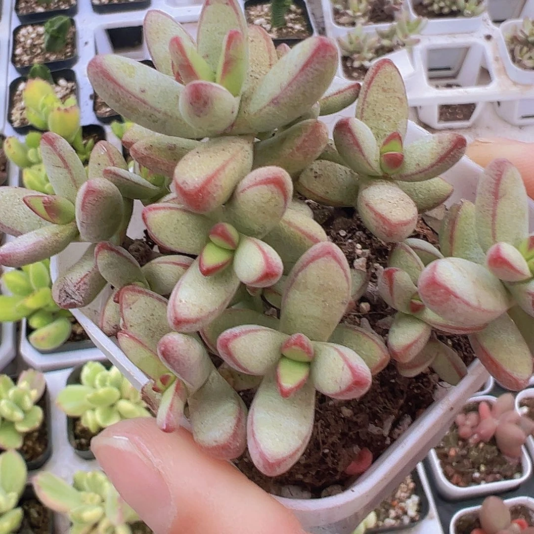 小天狗2盆19包邮多肉植物