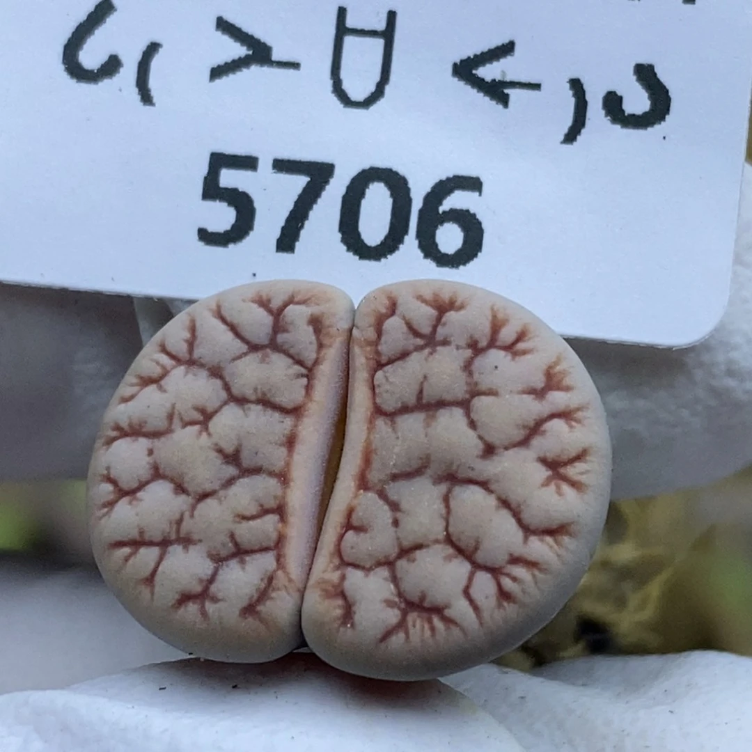 5706。岛田374。。。。。。。