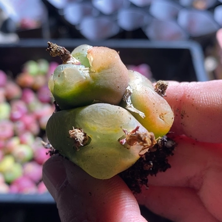 ?*19263一个一个一个