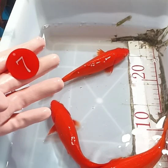 海水鱼锦鲤冷水鱼好养活