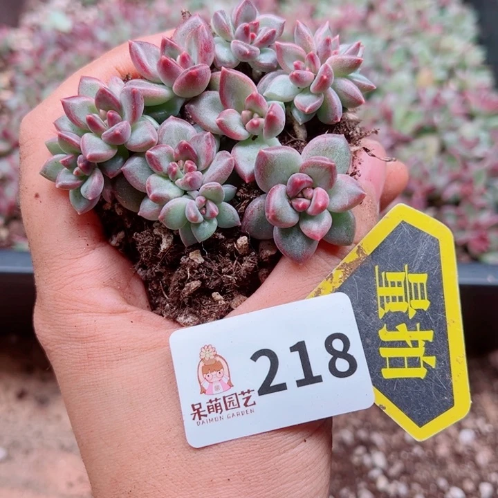 多肉植物多肉植物