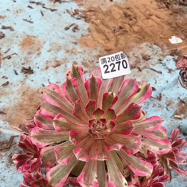 2270 一颗法师多肉 （有一个断指）
