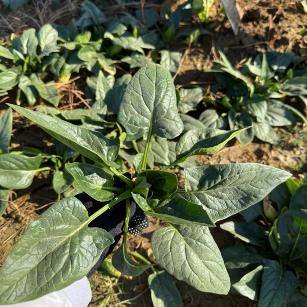 【蔬菜团子】新鲜露天霜打红根趴地菠菜拍3斤发5斤现摘现发顺丰包邮