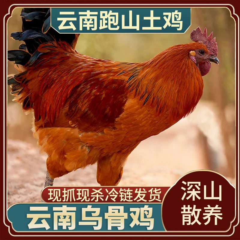 【童子鸡】云南正宗无量山脉乌骨鸡公鸡整鸡鸡肉真空包装发货新鲜