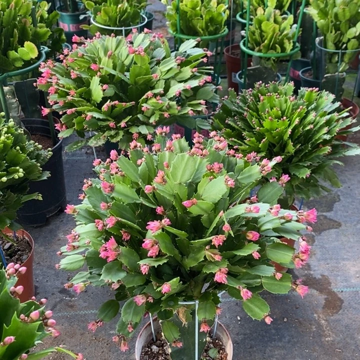 当前无花栽培后可以开花426嫁接草莓