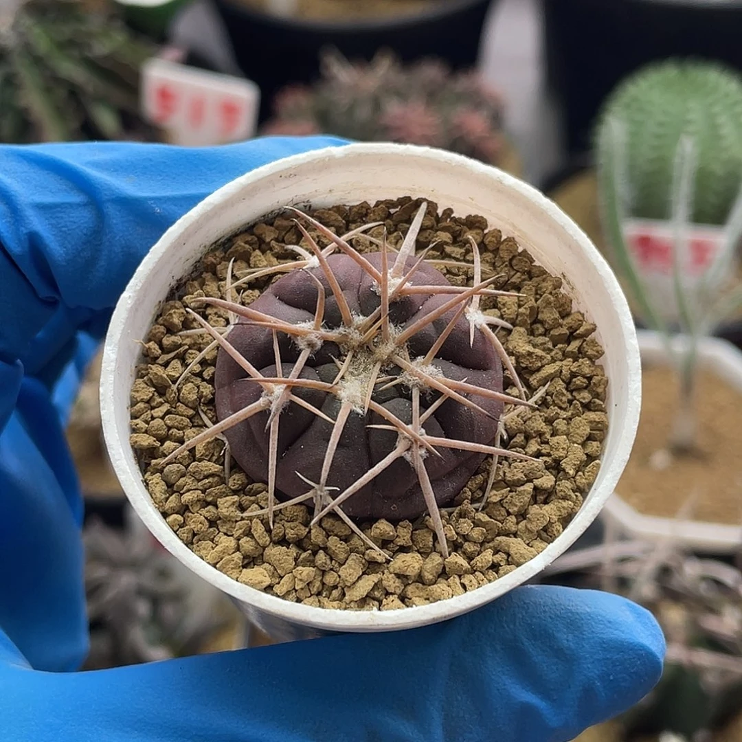 实生紫皮趴刺天平仙人球