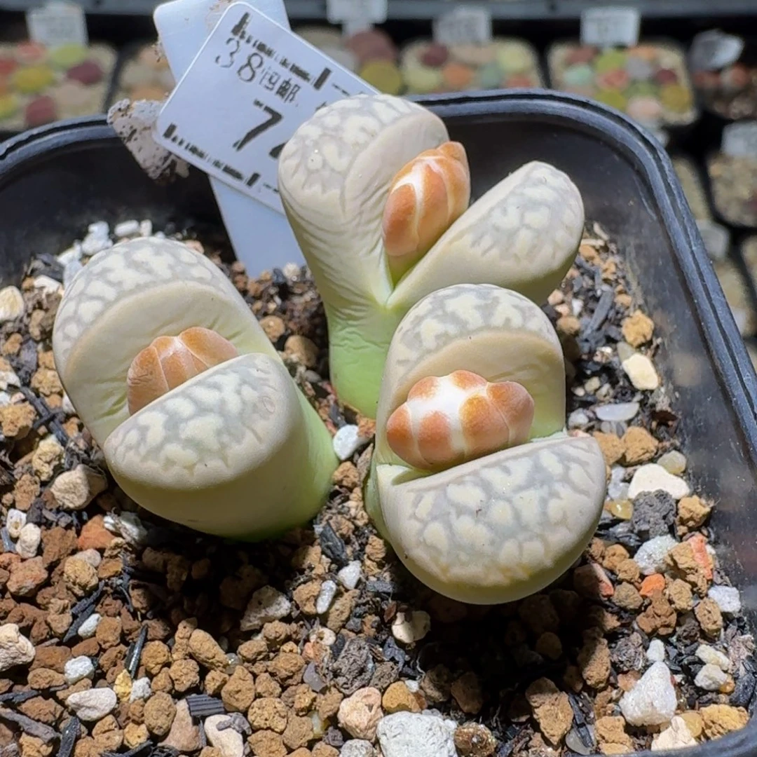 Ssss清货便宜出了743卡4