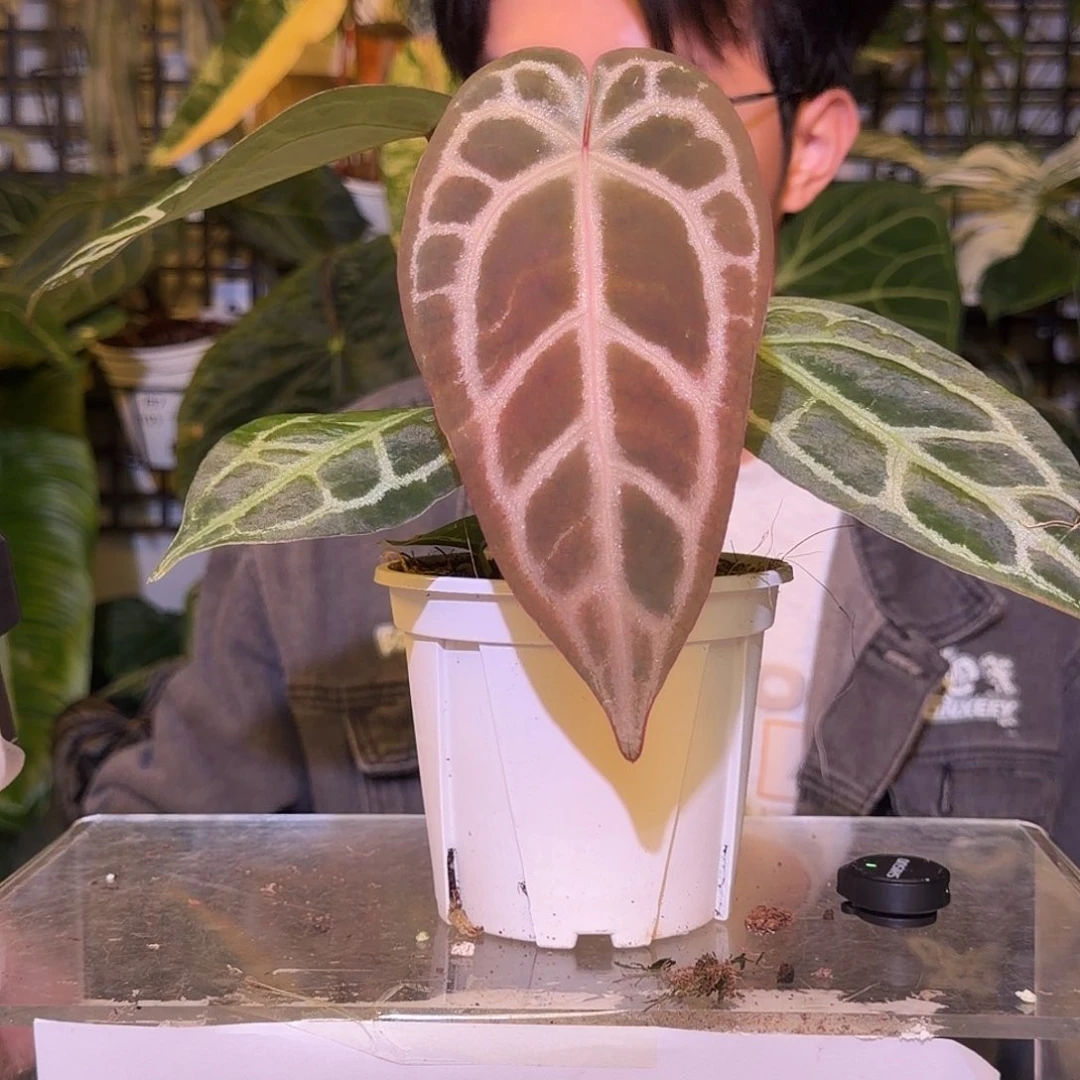 完全开放F615  米歇尔杂撕裂纹