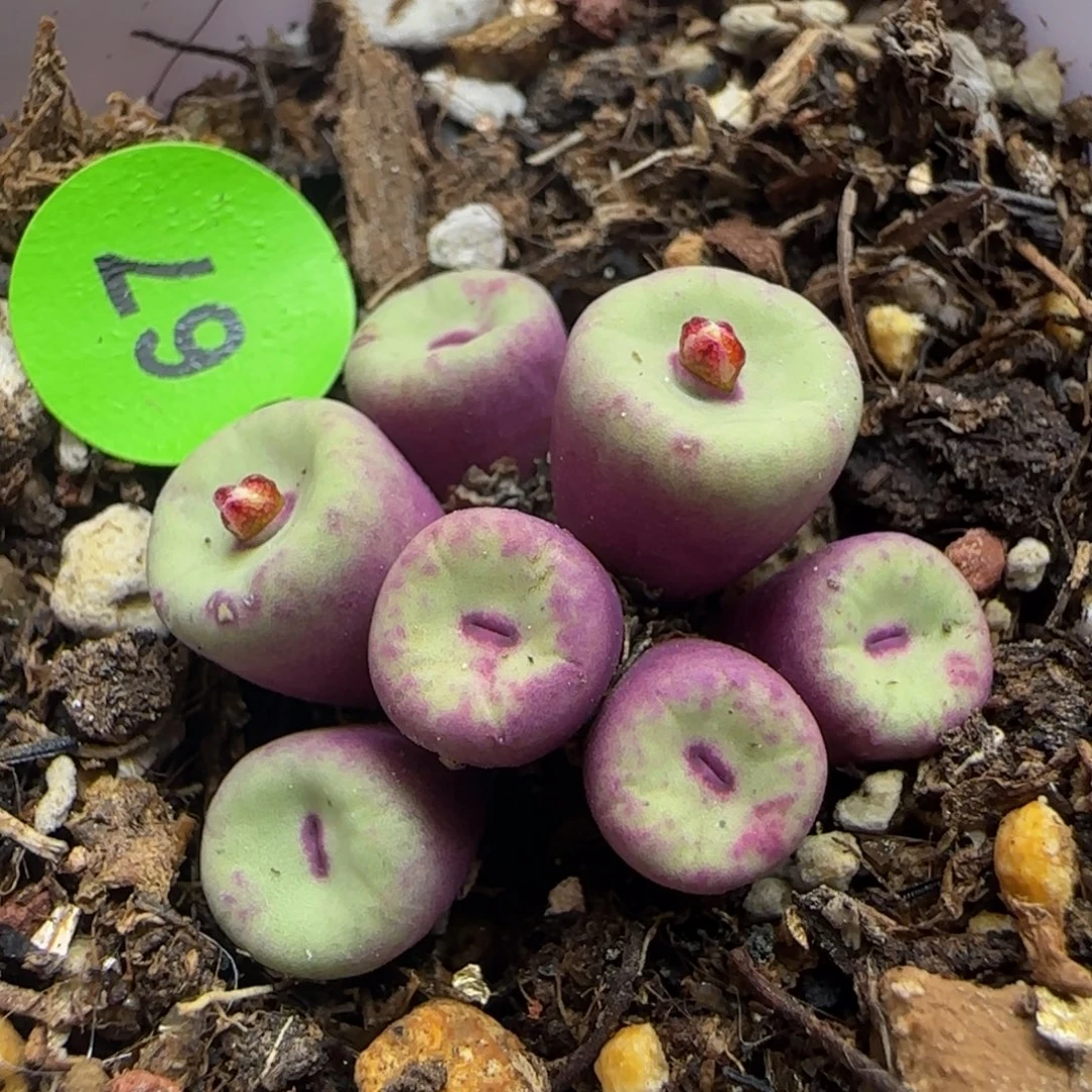 小红嘴群多肉植物67