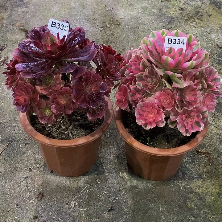 平*美杜莎335女巫334