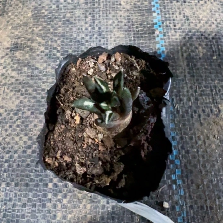 587实生黑牡丹萝卜根