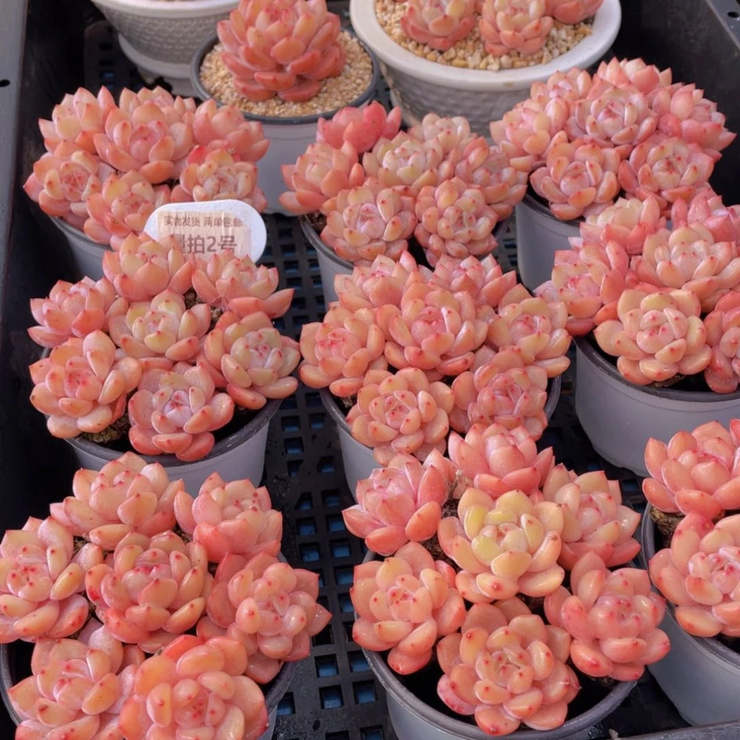 量拍2号果冻韩版仙女橙组合七个