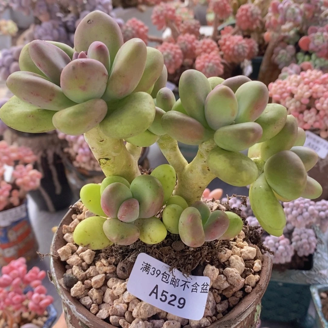 芒果奶13cm529多肉植物