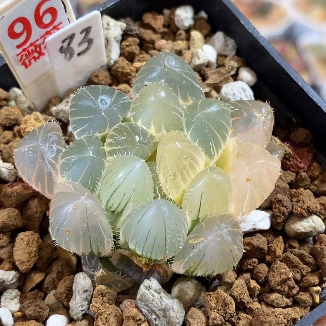 96毛玉露多肉植物