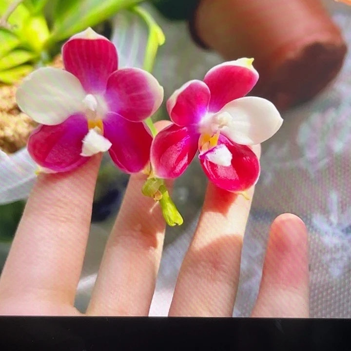 完全开放富贵鱼鱼2.8寸叶片微瑕可以挑苗