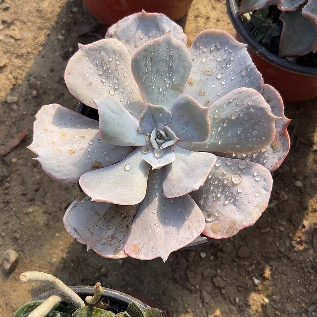 多肉植物多肉植物