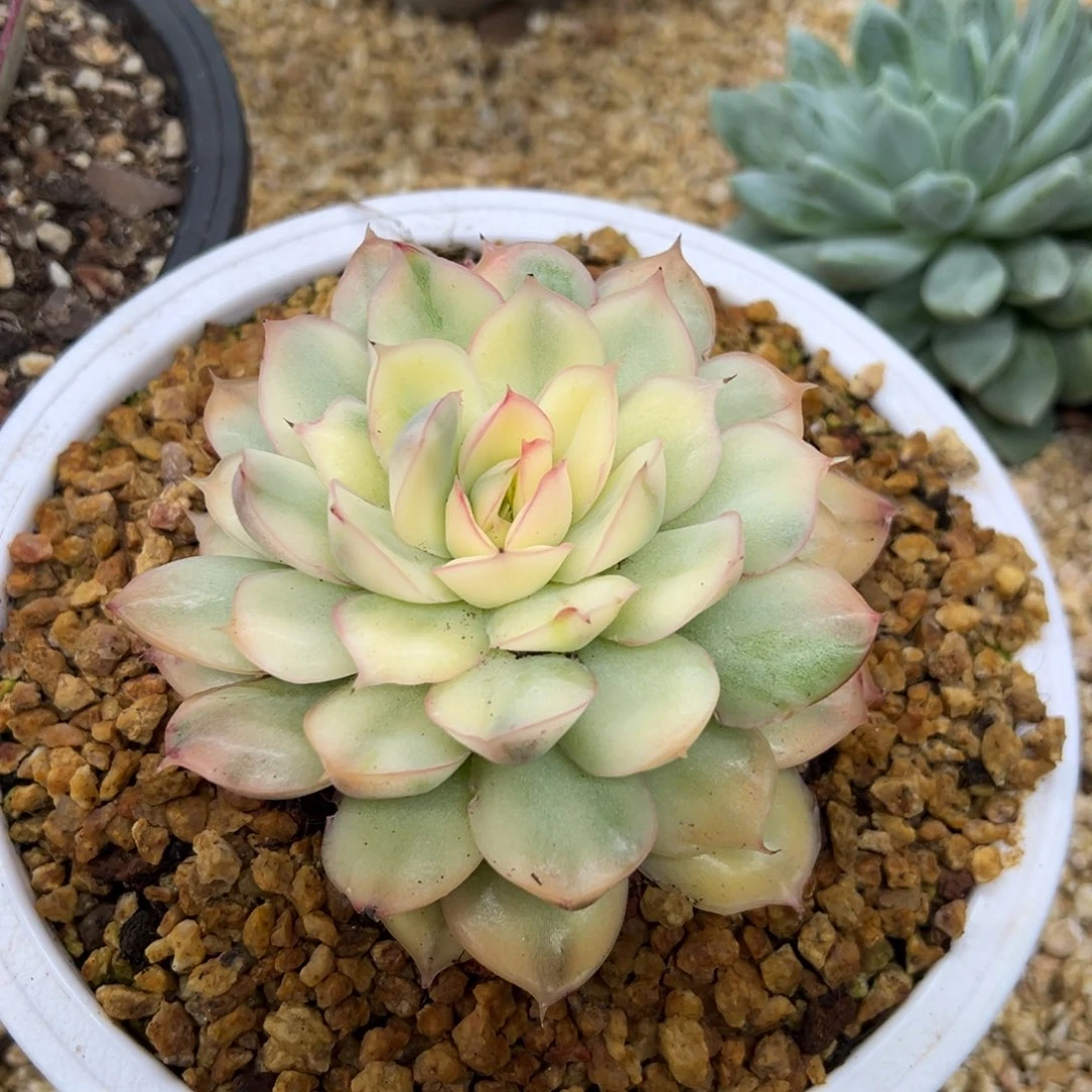 草莓蛋糕锦 夏鸣园艺