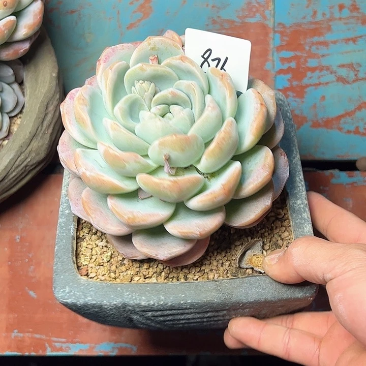 876//////////////////