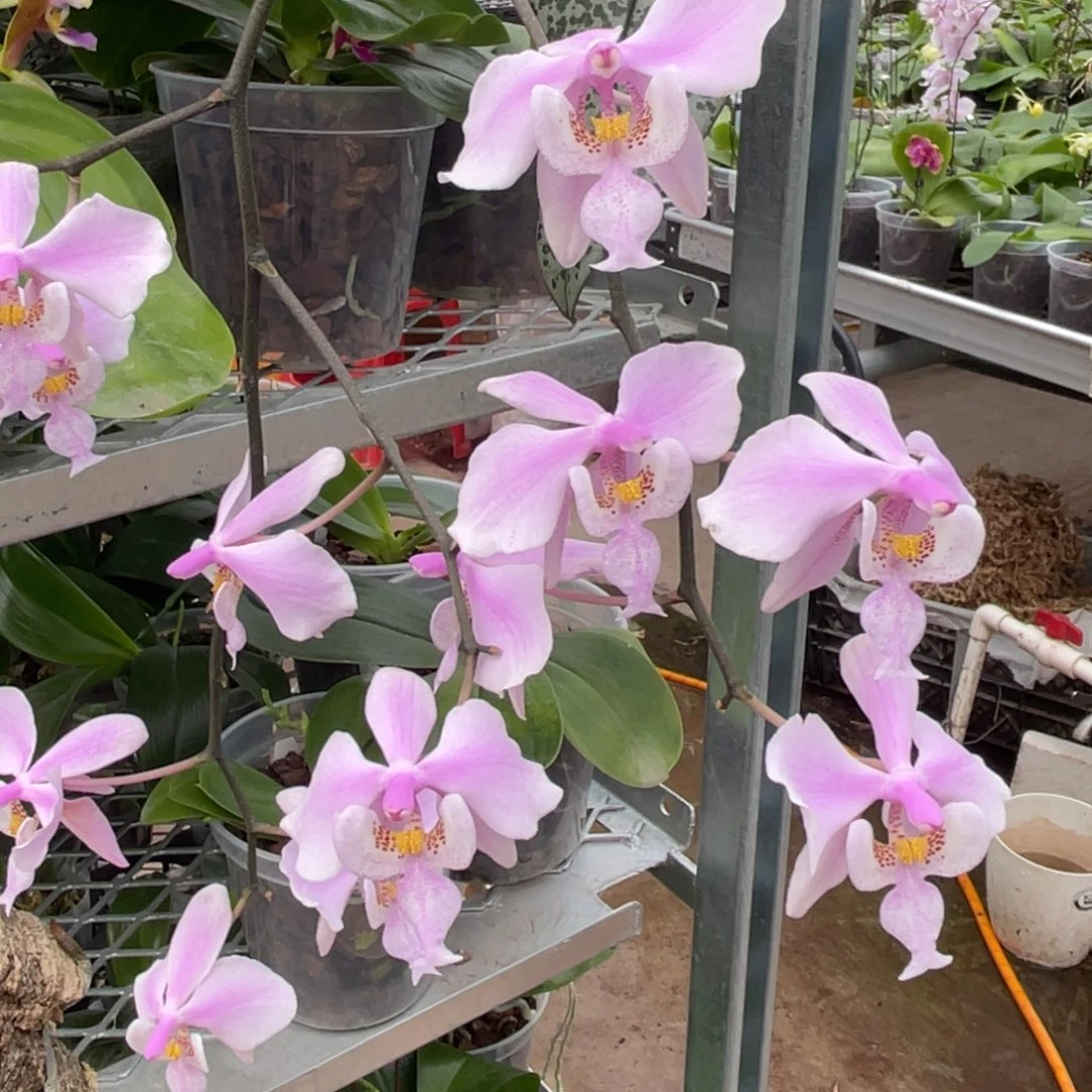 完全开放银叶西-921