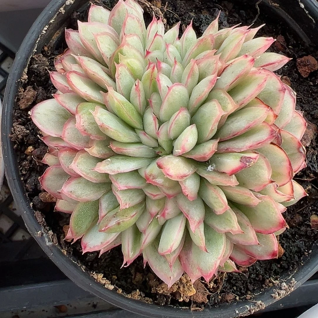 麦秆锦缀多肉植物