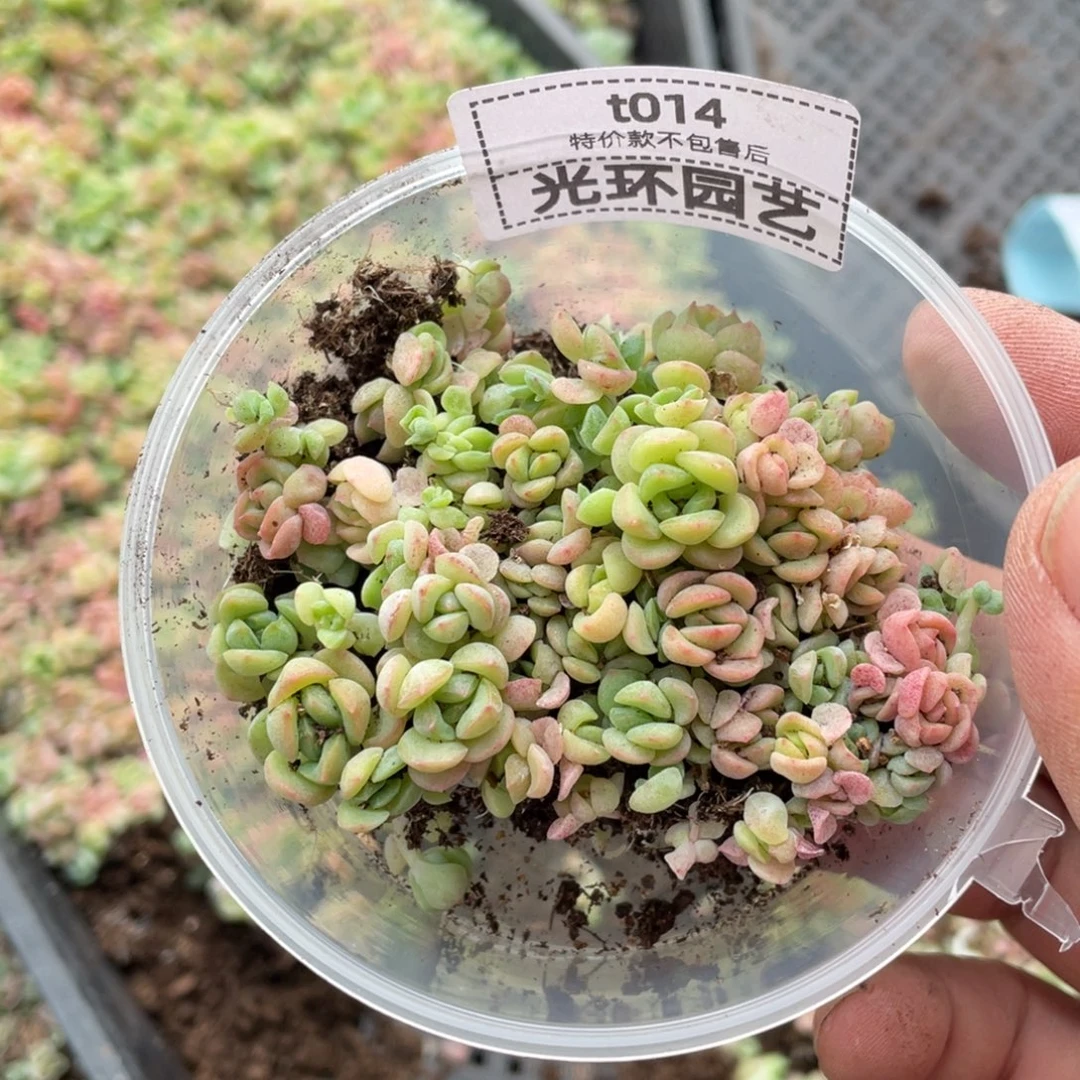 幸***福t014福利切糕胖宝