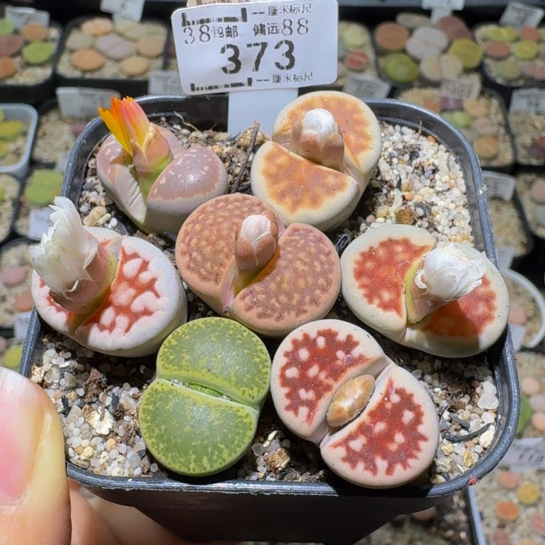 Ssssss便宜出了清货373