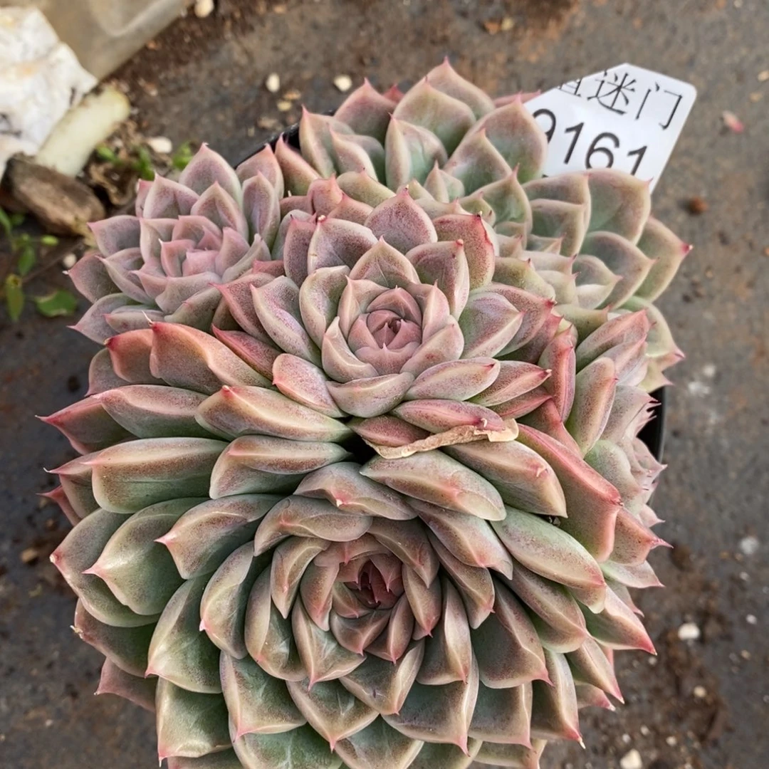 ****园杂交精品多肉9161~12厘米