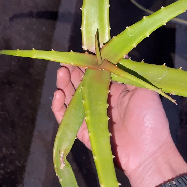 刘***力块根植物块根植物