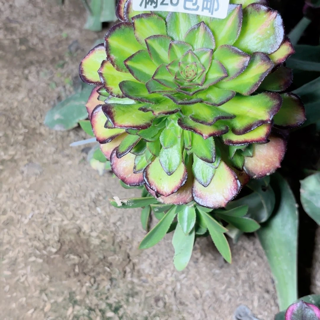 V. 7293海王七彩多肉