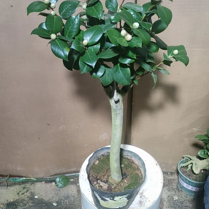 552两品，原盆原土发货，不包邮