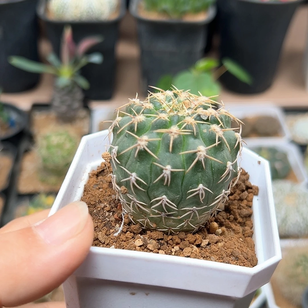 无花朵圣资丸稀有裸萼实生
