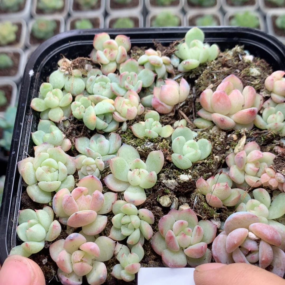 无花朵F185英语英语