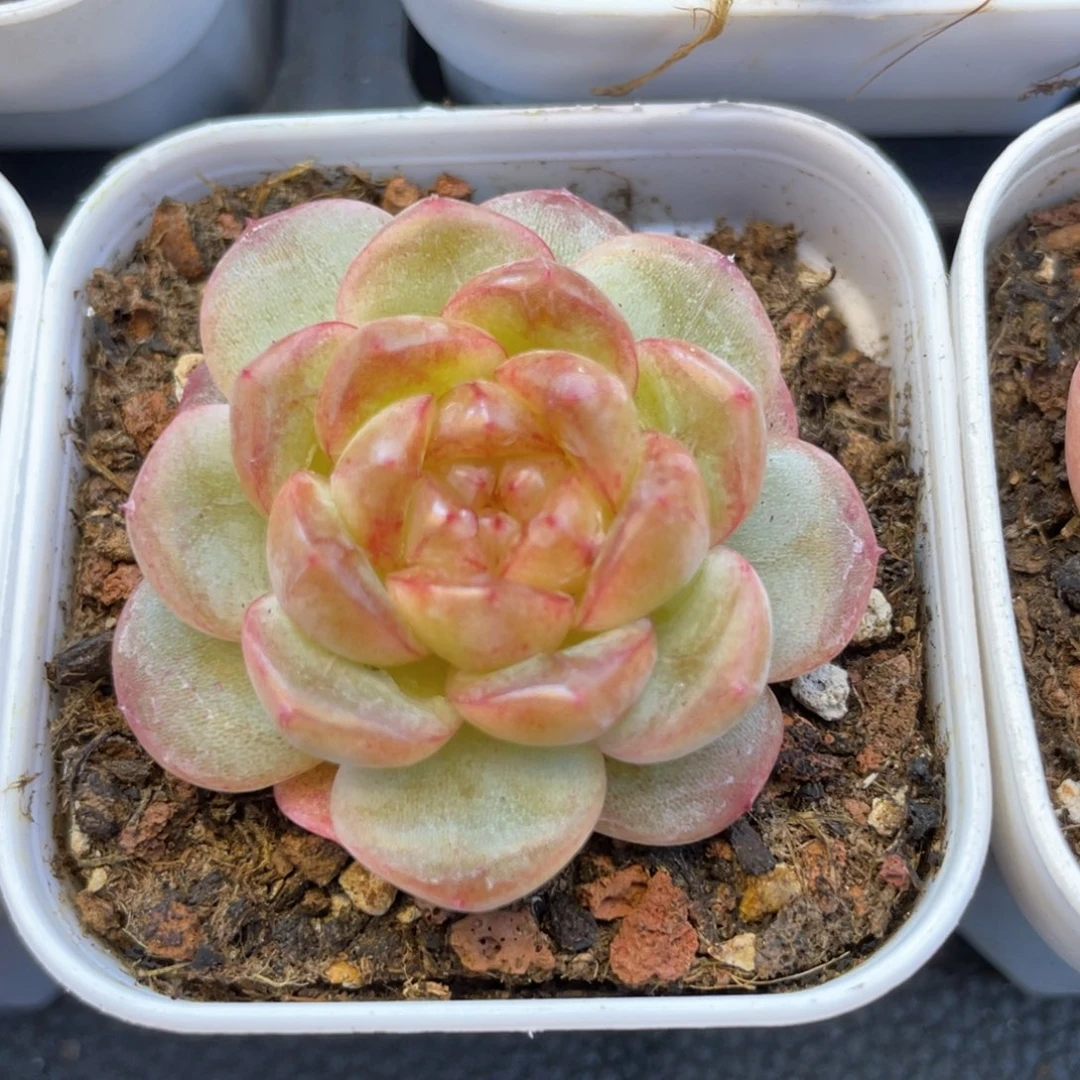 优选血丝珍妮1444